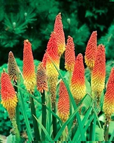 TRITOMA (KNIPHOFIA) ALCAZAR 25 kusov